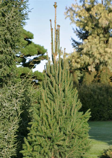 picea abies cupressina norway spruce